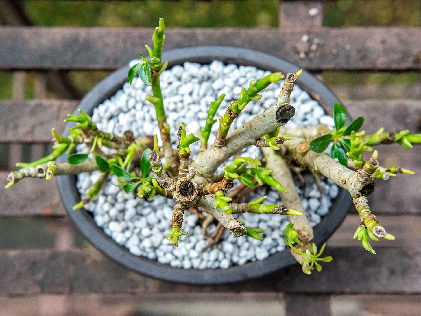 ID: Umbrella tree bonsai viewed from above.
