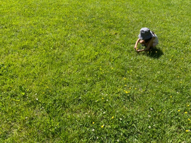 A girl collecting buttercups in a field