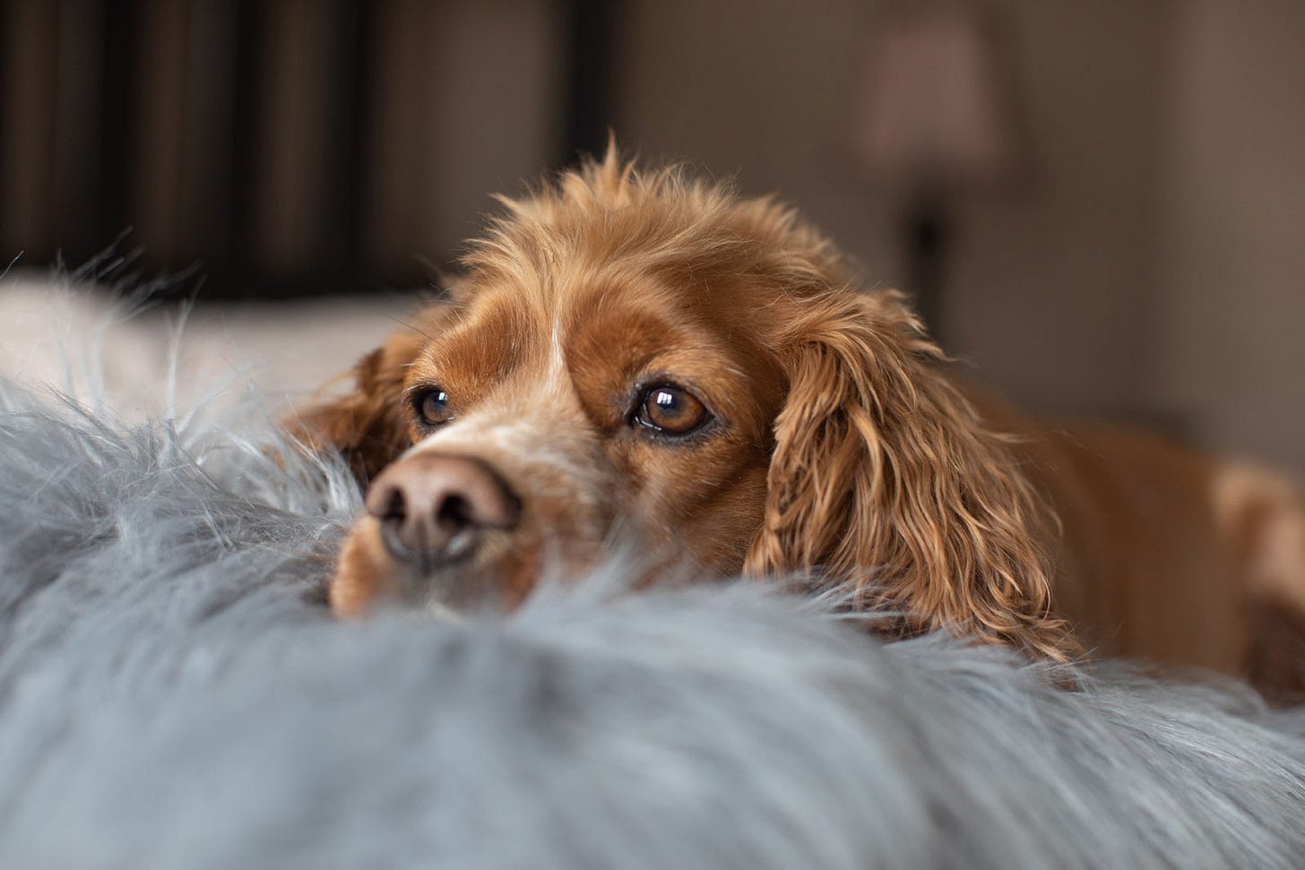 A cocker spaniel relaxes on a settee