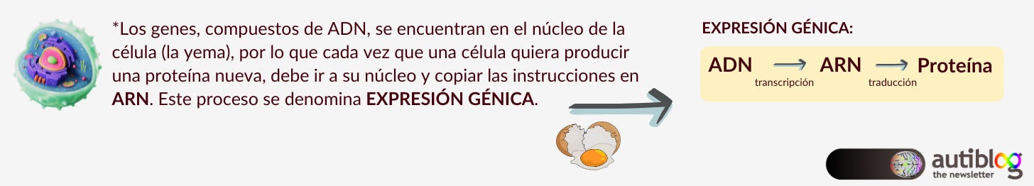 *Los genes, compuestos de ADN, se encuentran en el núcleo de la célula (la yema), por lo que cada vez que una célula quiera producir una proteína nueva, debe ir a su núcleo y copiar las instrucciones en ARN. Este proceso se denomina EXPRESIÓN GÉNICA.