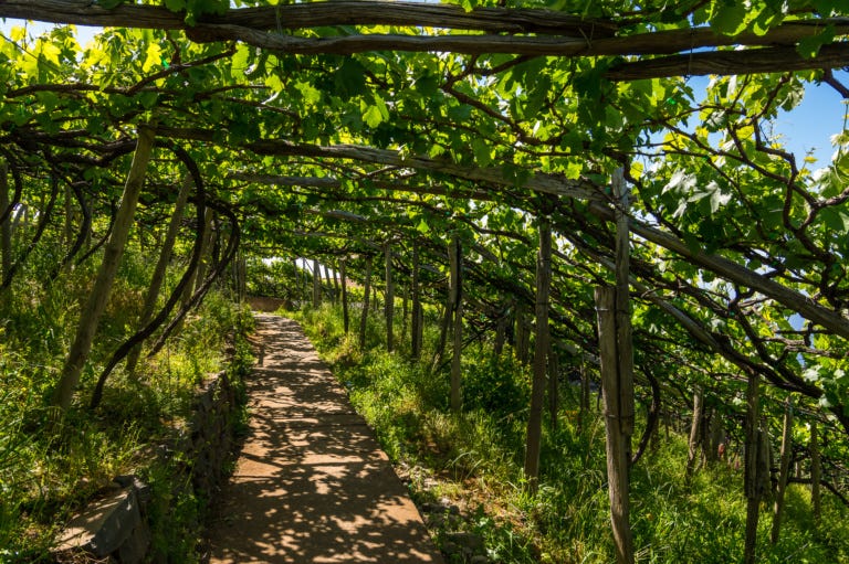 Wines of Portugal | Madeira Wine Region | Portugal Online