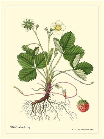 From the Spring Foraging Cookbook: Wild Strawberry and Wintercress