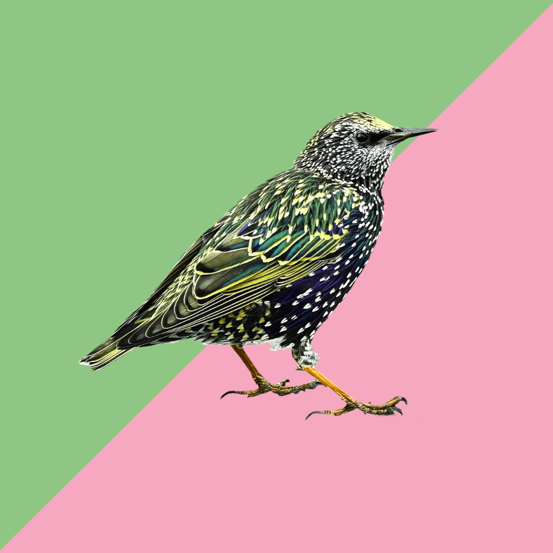 Radical Queer Ecology