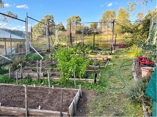 vegie garden vegie garden