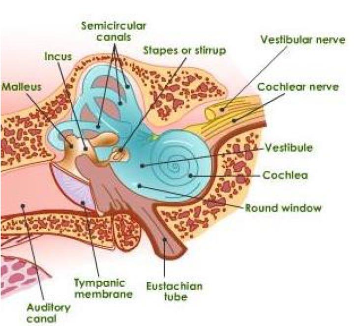 Dancing Cell How We Hear: From Sound Waves to Neural Signals