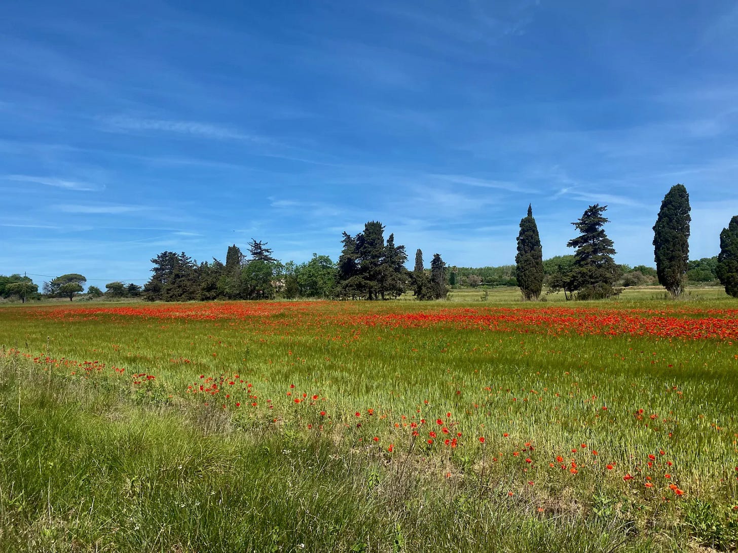 Coquelicots Coquelicots