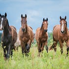 The Four Horsemen Are Returning for Risk Assets