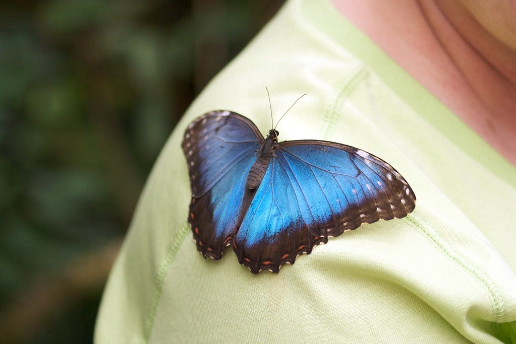 Butterfly on Shoulder | This butterfly apparently decided th… | Flickr