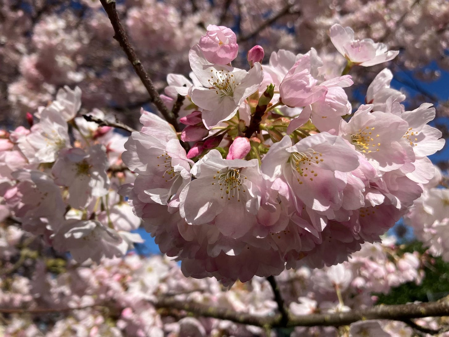 Close-up photo of cherry blossoms in full bloom, with blue sky in the background.