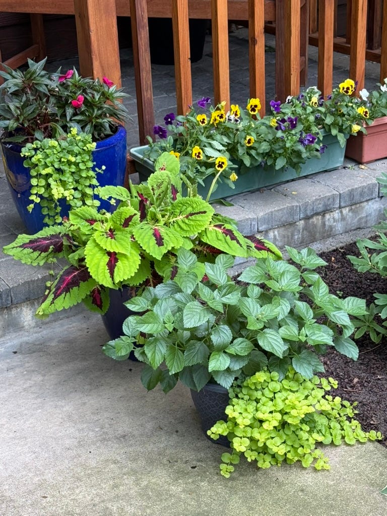 A potted plants in a garden

AI-generated content may be incorrect.