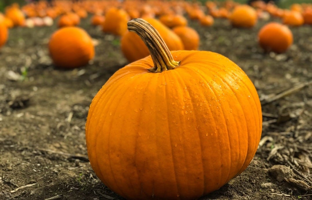 orange pumpkins on gray field near green grassland at daytime selective focus photography