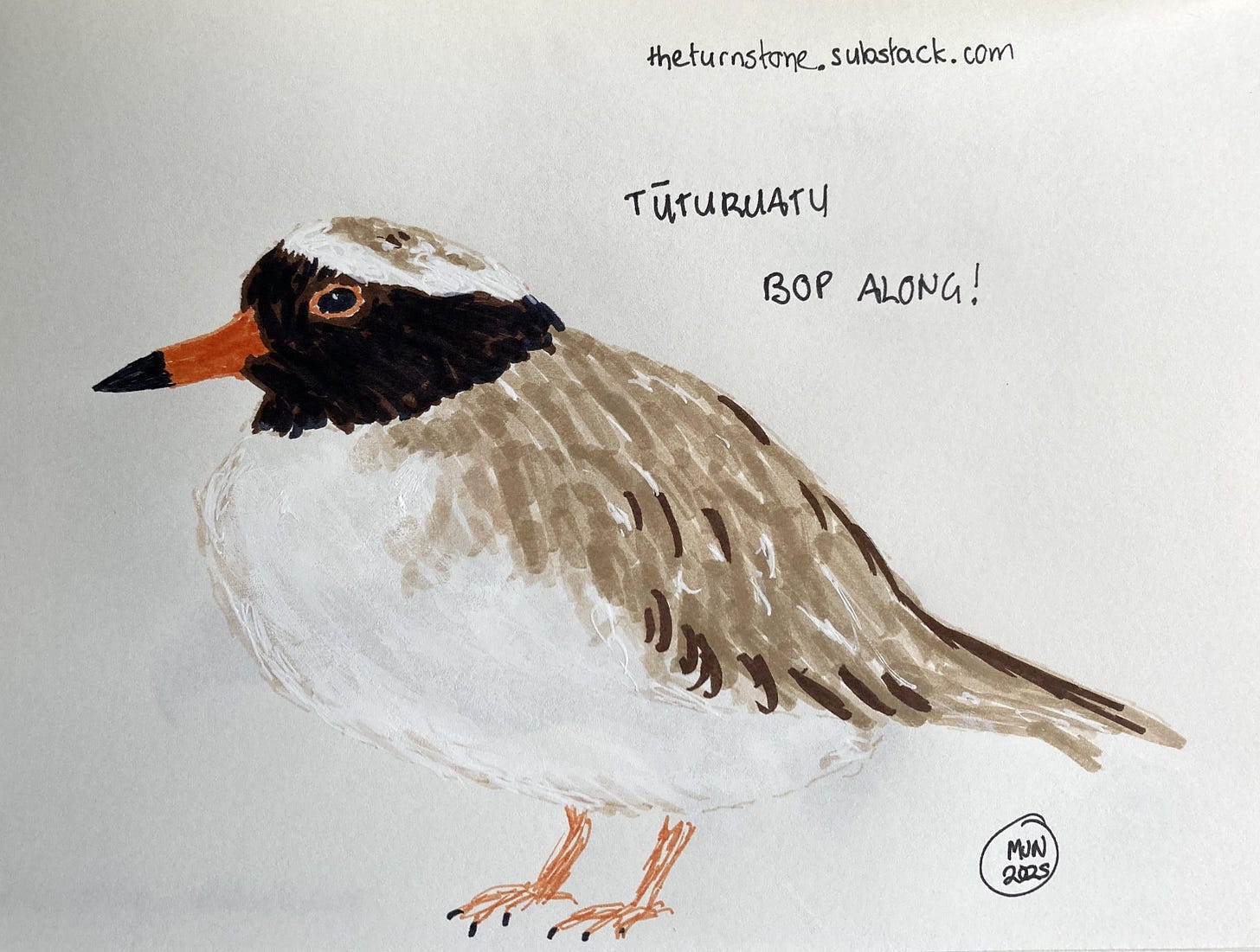 A felt pen drawing of a brown and white bird with black markings on face and orange beak