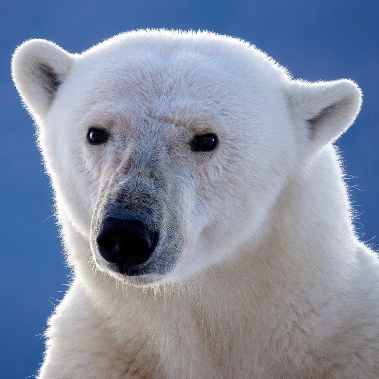 Grant’s Newsletter