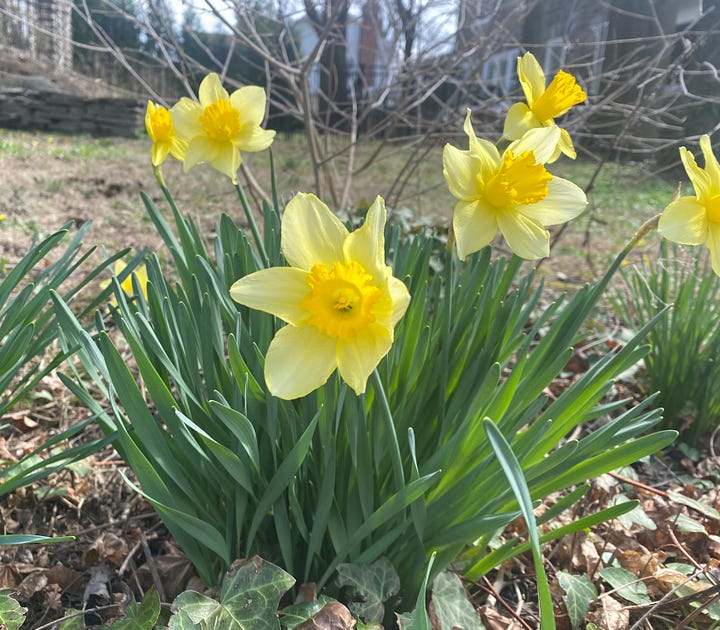 images of cherry blossom trees and daffodils