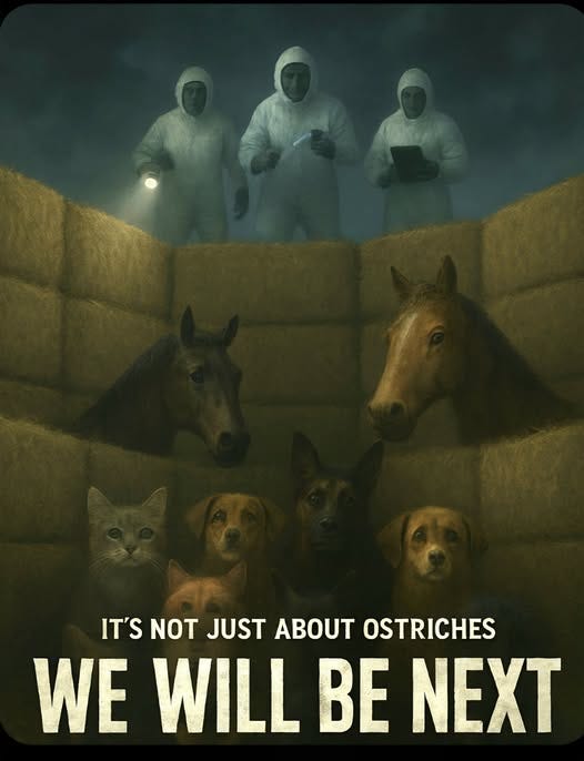 May be an image of 2 people and text that says 'IT'S NOT JUST IT'SNOTJUSTABOUTOSTRICHES ABOUT ABOUT OSTRICHES WE WILL BE NEXT'