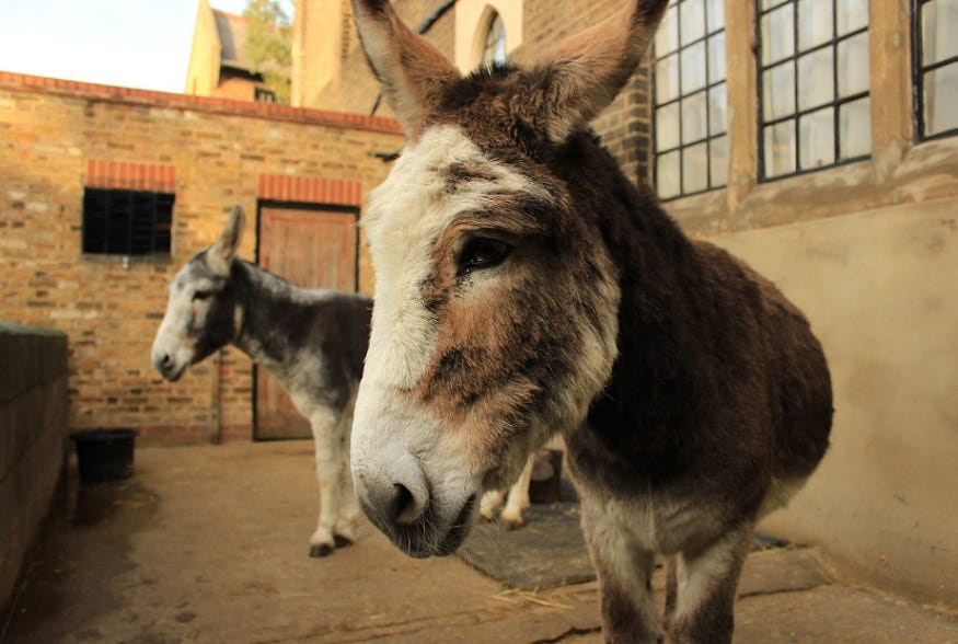 Top events in London this weekend: A close-up of a brown and white donkey in the foreground, with another donkey standing in the background of a brick courtyard.