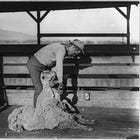 Alimony Sam: The Man Who Wouldn't Pay