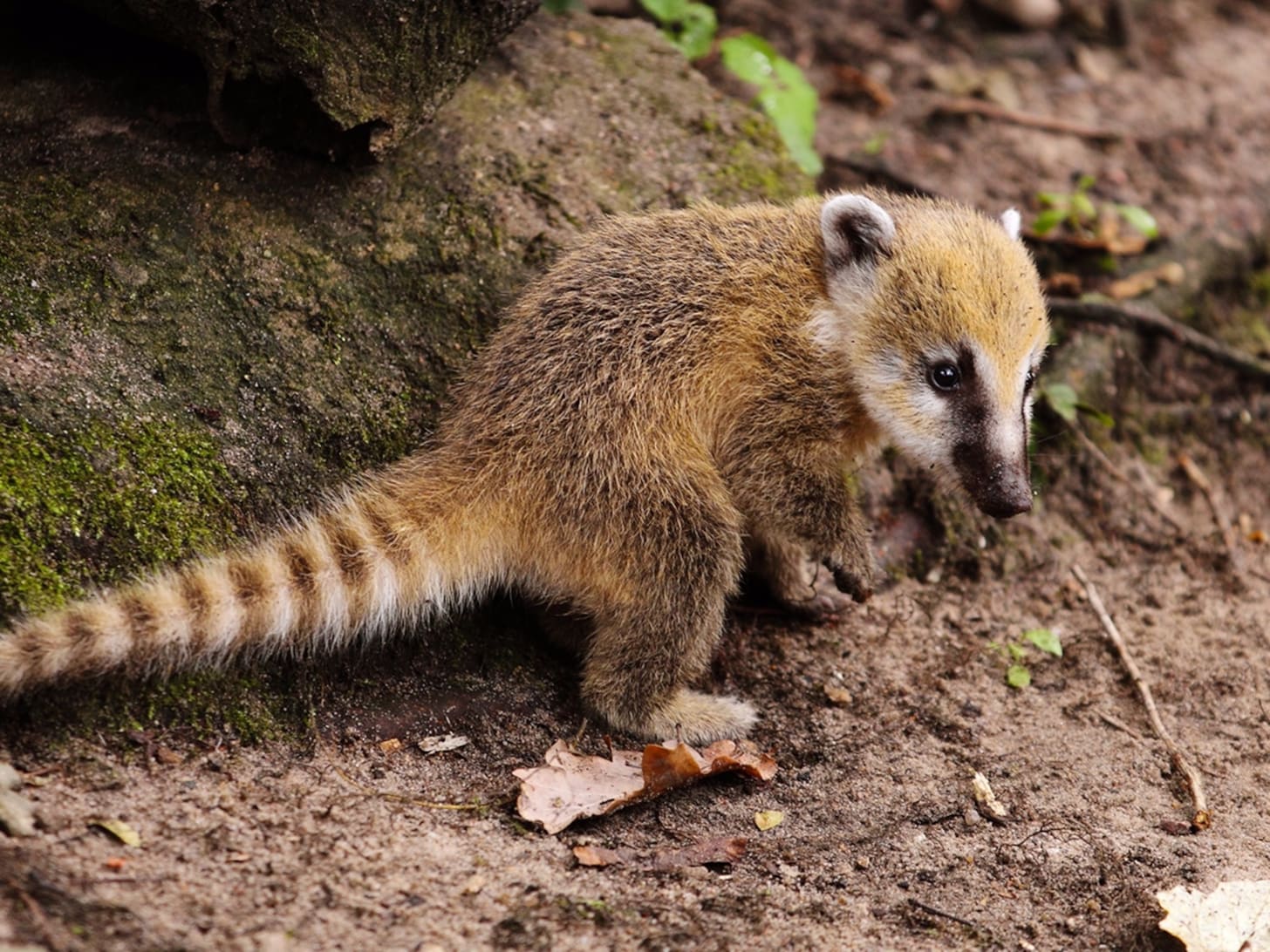 Coati