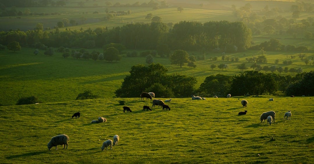 herd of sheep on green grass field during daytime herd of sheep on green grass field during daytime