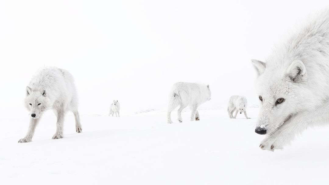 una imagen en la que se ve una manada de lobos blancos acercándose al fotógrafo en la nieve, todo es muy blanco