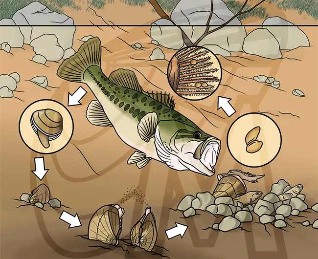 Diagram of a life cycle of a freshwater mussel showing spawning, luring, encystment, and a juvenile to complete the cycle. Diagram of a life cycle of a freshwater mussel showing spawning, luring, encystment, and a juvenile to complete the cycle.