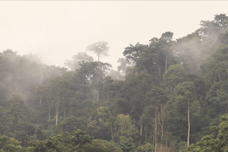 Forest, Cross River state, Nigeria. Image by Orji Sunday for Mongabay. Forest, Cross River state, Nigeria. Image by Orji Sunday for Mongabay.