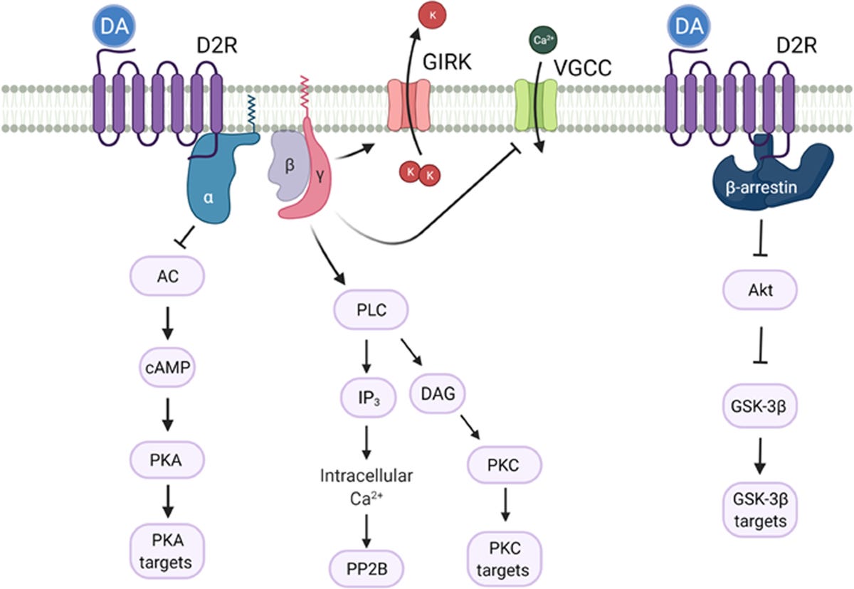 How changes in dopamine D2 receptor levels alter striatal circuit function  and motivation | Molecular Psychiatry