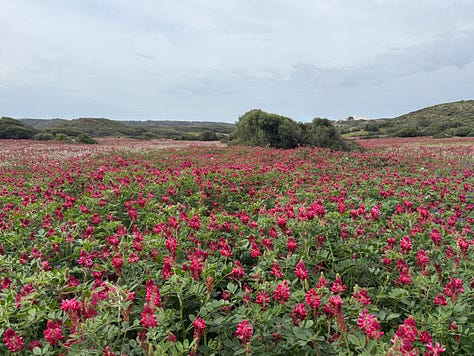 gr223 cami de Cavalls menorca