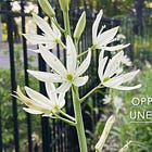 Video Class: Botanical Opportunities for Unexpected Places: Part 1