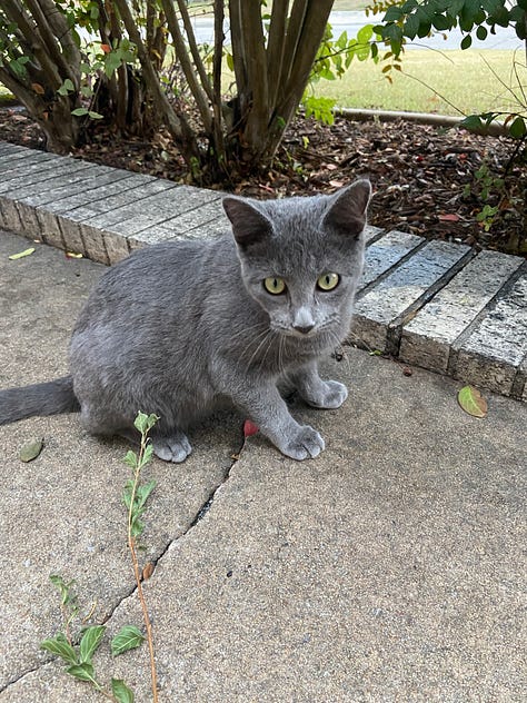 Photos of Skittles, the feral neighborhood cat.