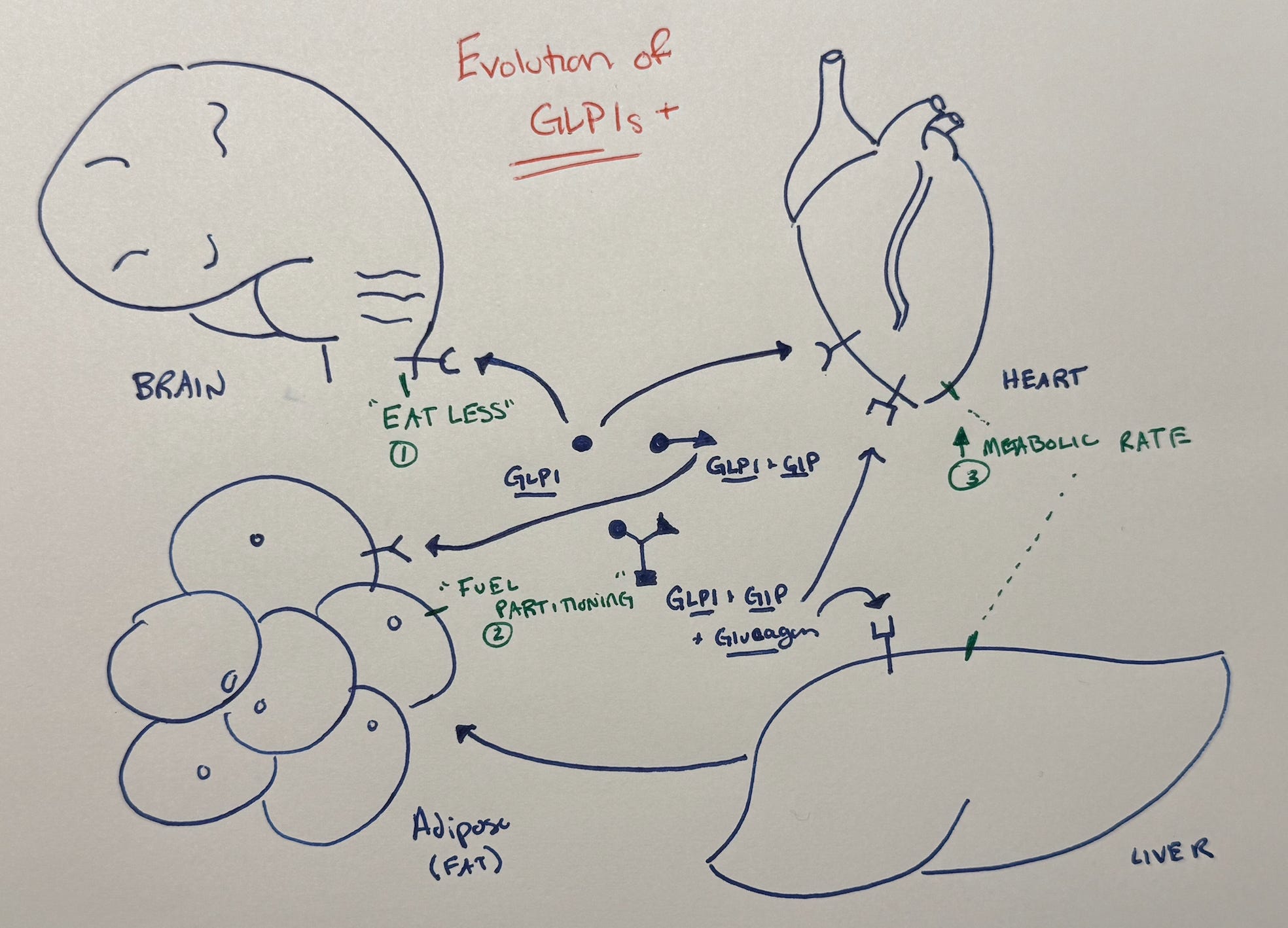 mots c and retatrutide together The Peptide That Mimics Exercise… I'm Testing It
