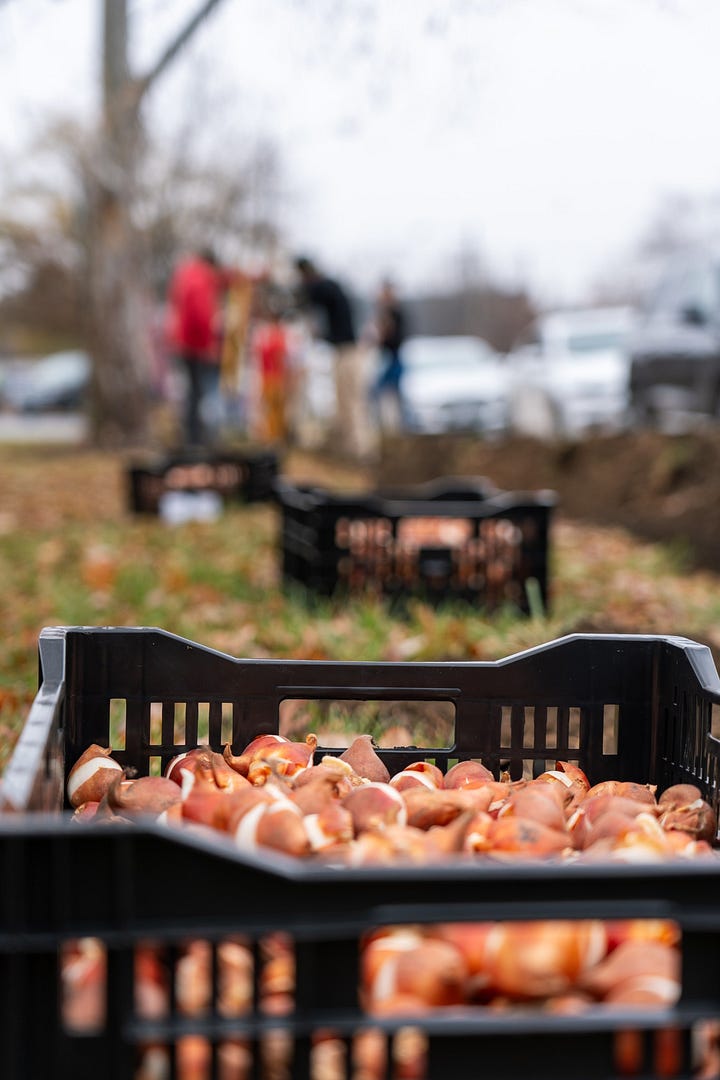 Volunteers planted tulip bulbs around town last fall. Photos by Wes Wiberg.