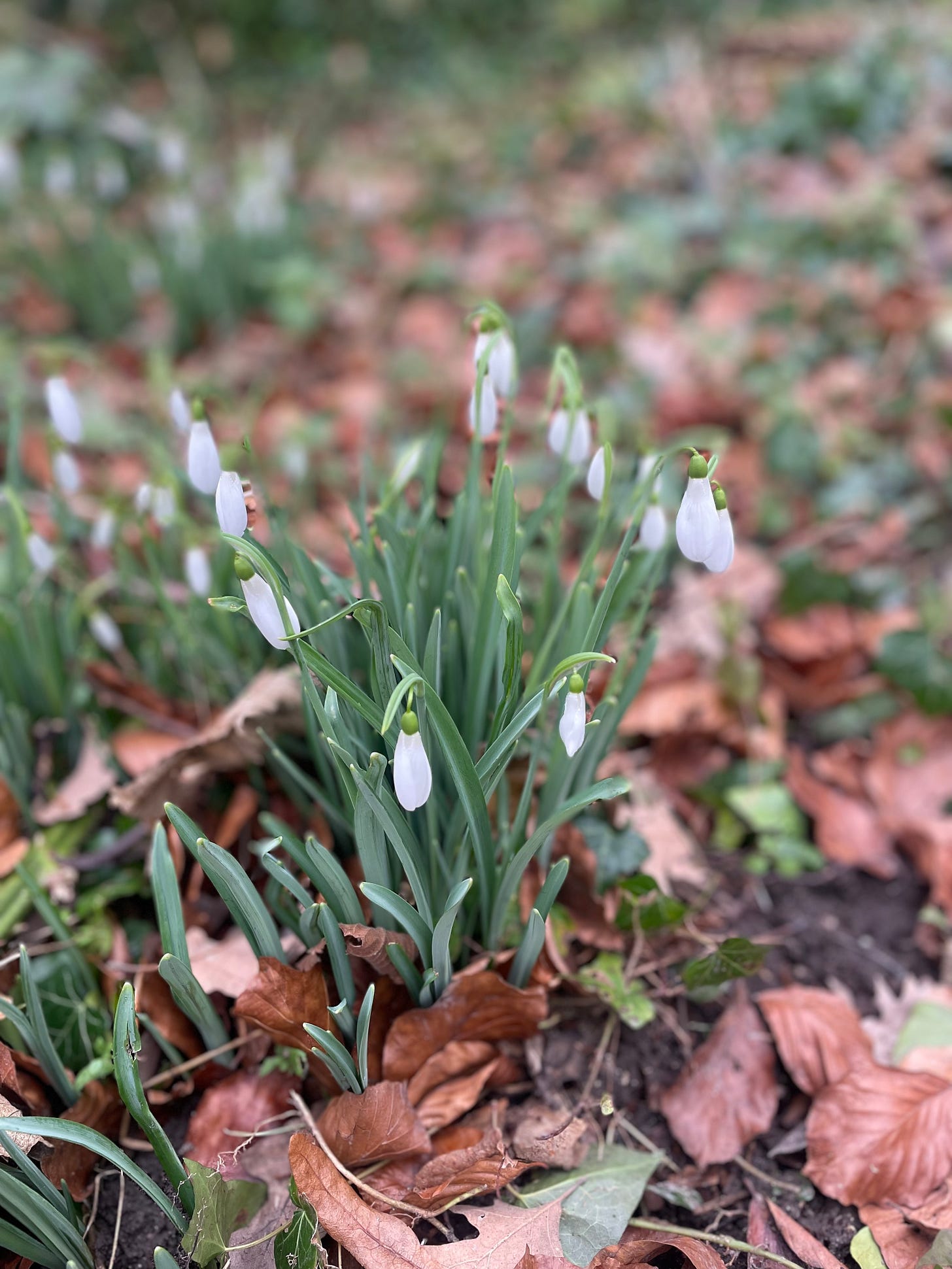 A clump of snowdrops surrounded by fallen leaves