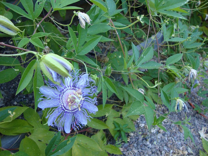 Blue flowering maypop and round yellowish fruits on the vine