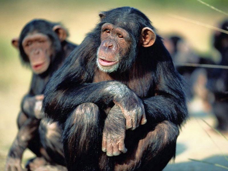 monkey monkey