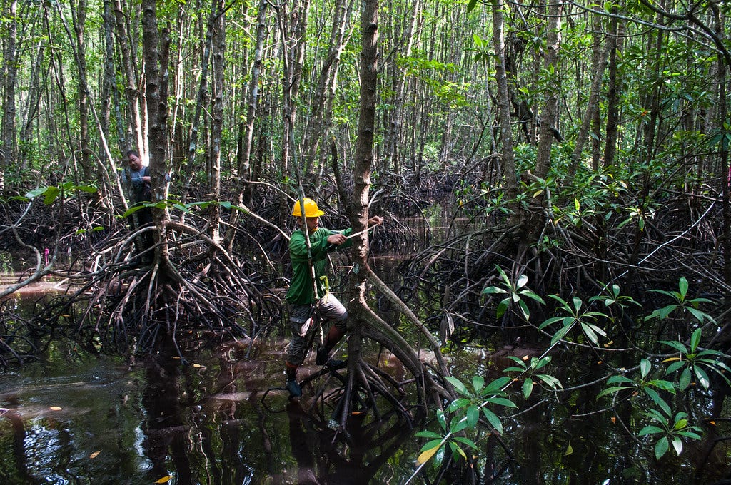Measuring mangroves | Center for International Forestry Rese… | Flickr