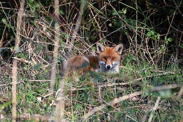 A fox lying in the grass

AI-generated content may be incorrect.