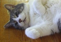 English: Schrodinger the cat by E Apps English: Schrodinger the cat by E Apps