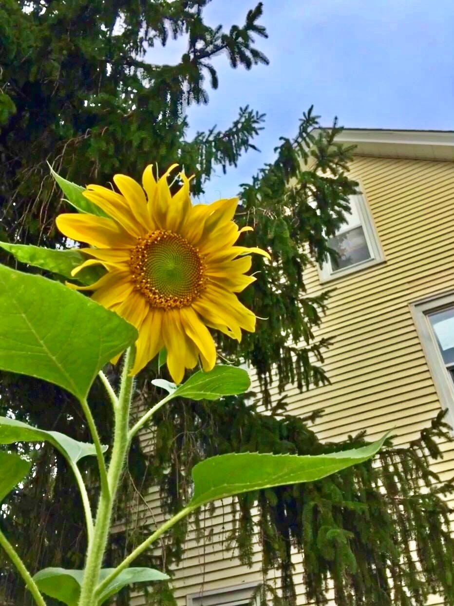 Sunflower reaching towards yellow house