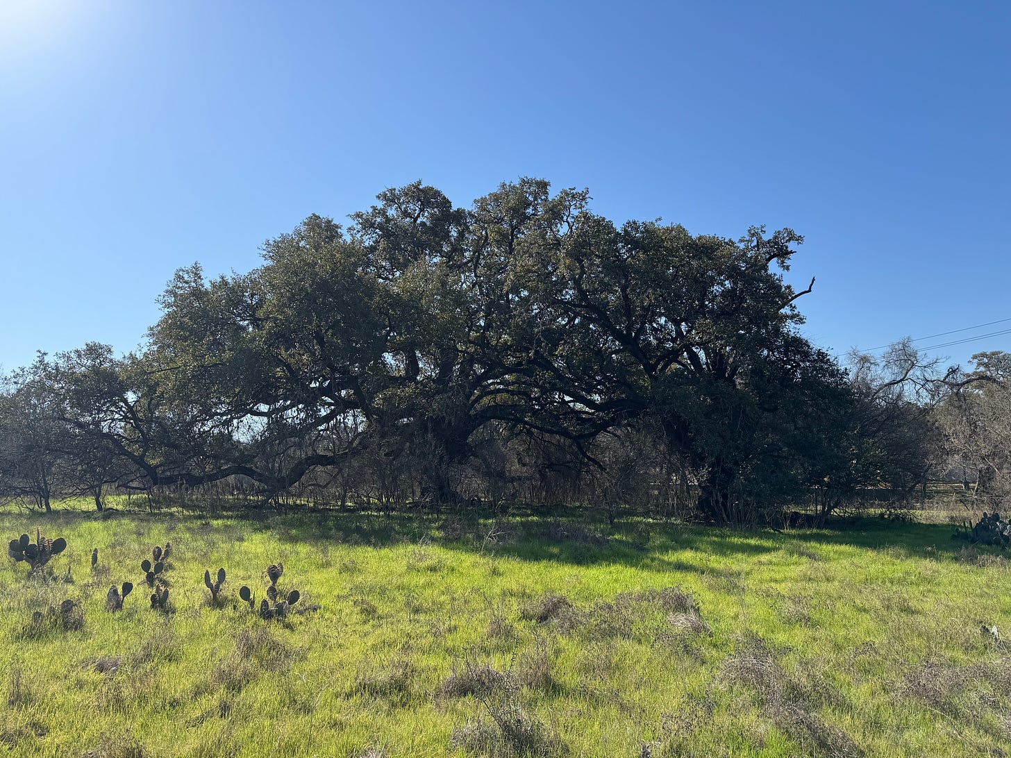 Ancient oak tree