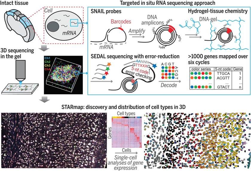 A diagram of a cell type

AI-generated content may be incorrect.
