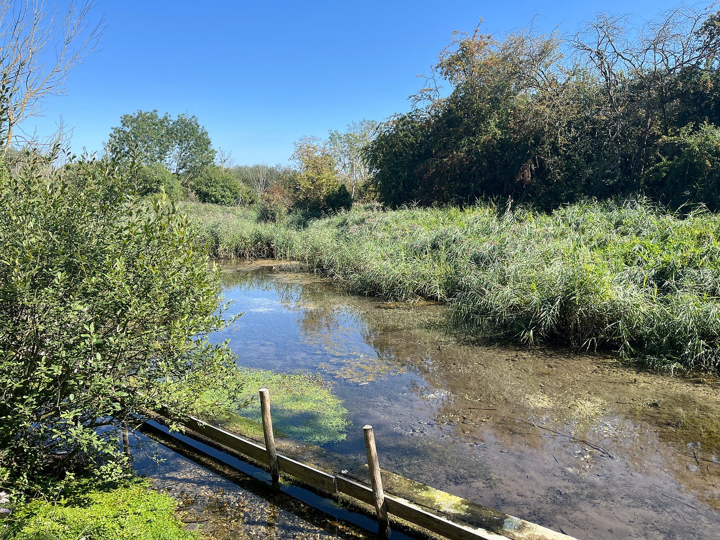 Shallow, pristine waters spread out in a clearing among the reeds