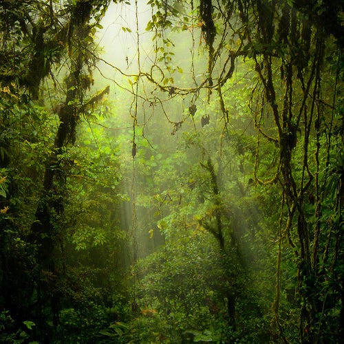 Entwining vines extending tendrils