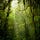 Entwining vines extending tendrils