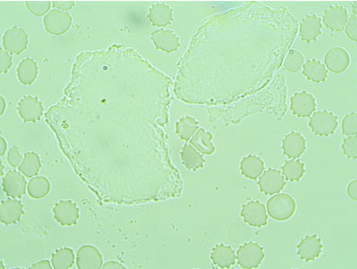 stevekirsch.substack.com