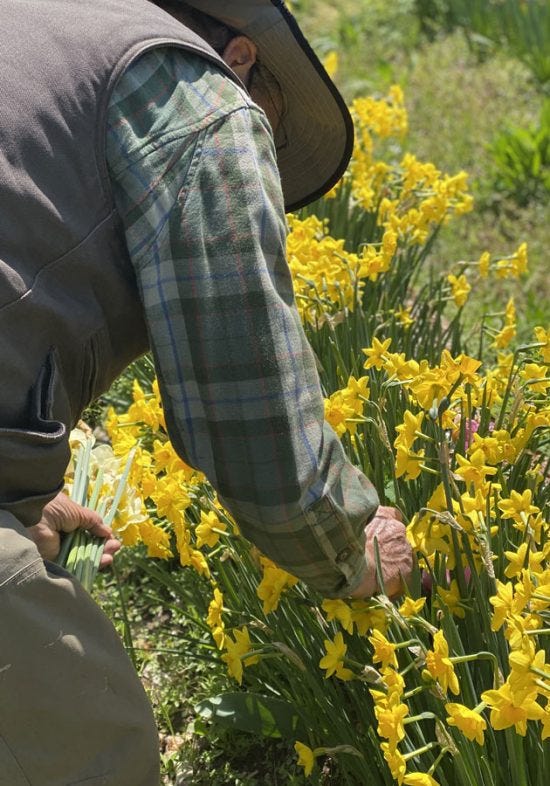daffodils with brent heath