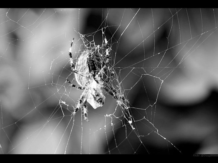 Extreme close up spider in center of web
