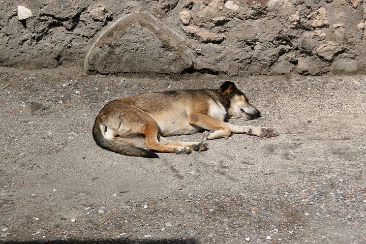 images of stray dogs in Pompeii
