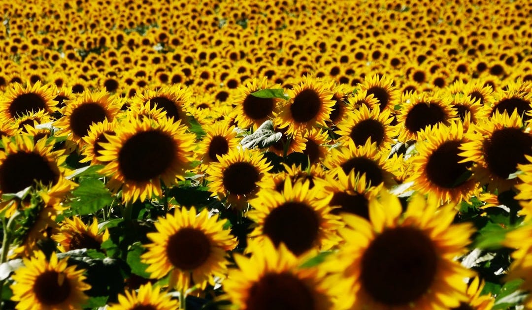 people standing near sunflower field people standing near sunflower field
