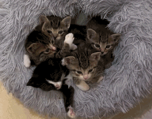 Rescue kittens in a furry basket, all yawning and wiggly